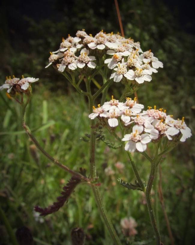 Achillea millefolium