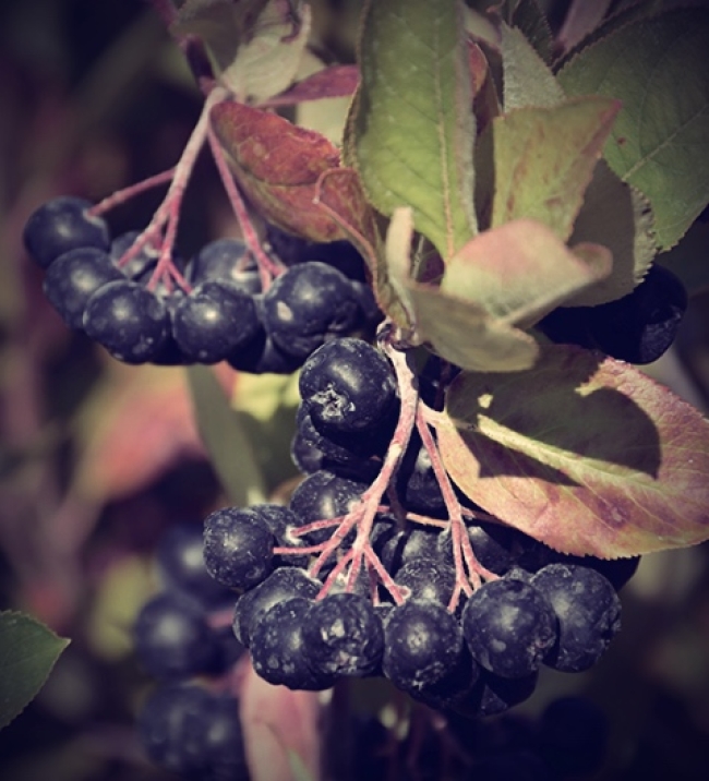 Aronia melanocarpa