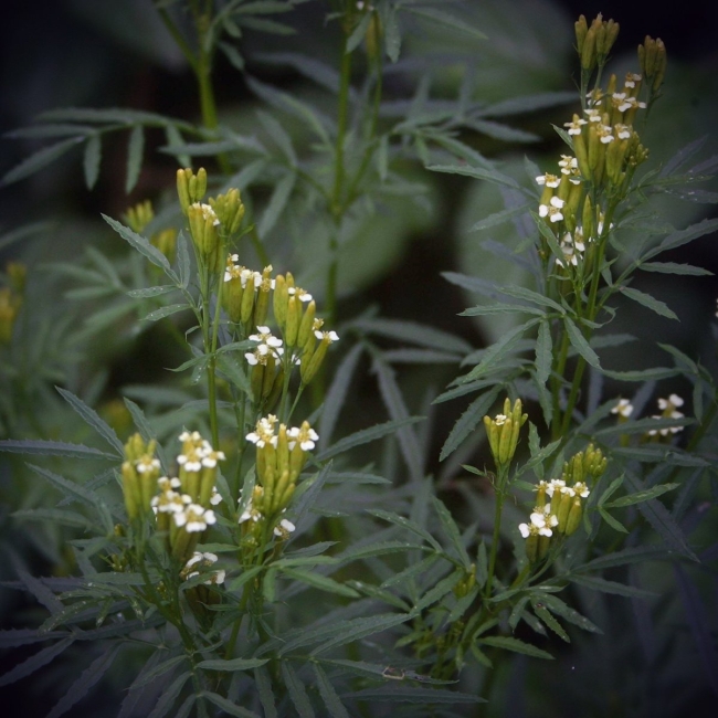 Tagetes minuta