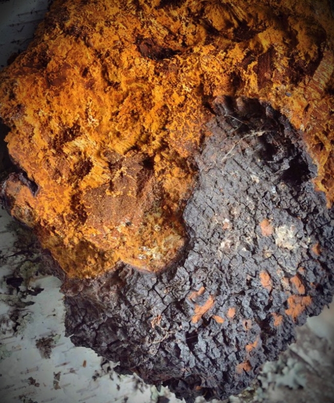 Fungo Chaga