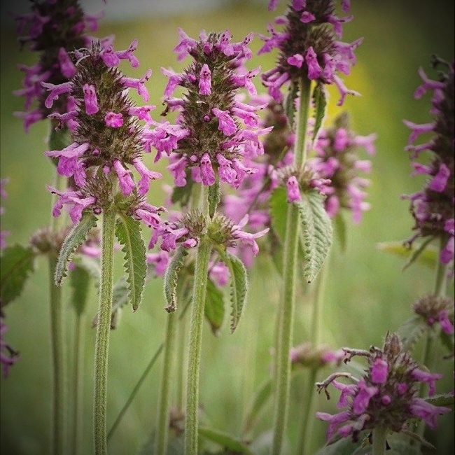 Stachys officinalis